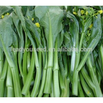 CS02 LJ 60 days early maturity green Chinese choy sum seeds for sowing